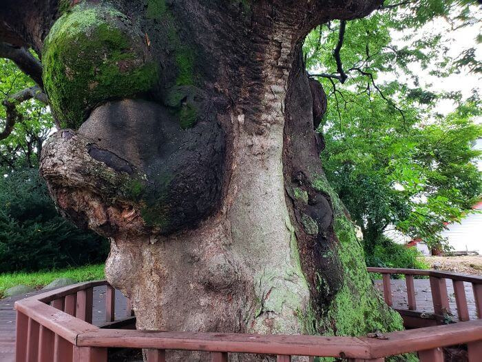 Wooden fence around large trunk with a big knot