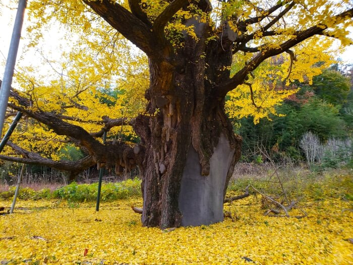 Yellow leaves covering the ground and old ginko tree