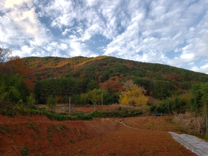 A dirt garden in the foreground with a yellow tree in the distance