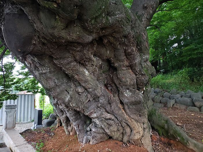 A closeup of the trunk of a 440 year old hackberry tree