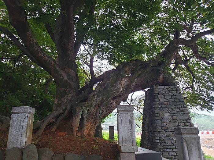 A 440 year old tree supported by a brick tower