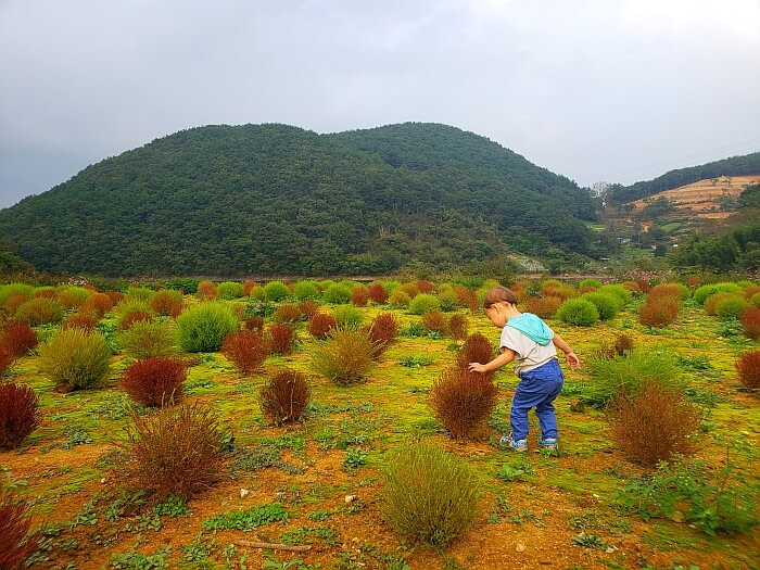 Baby Noah touching a reddish-brown dappsari plant