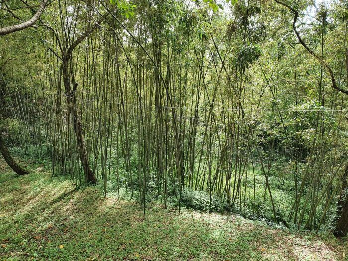 A bamboo thicket growing near a grassy area