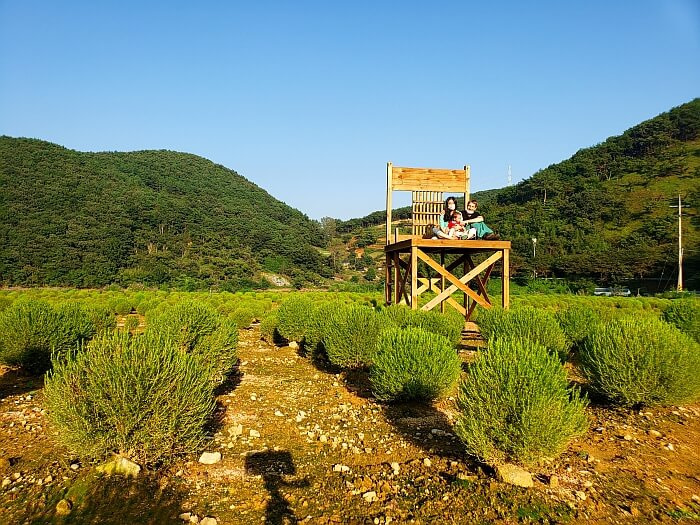 A family sitting in a large, wooden chair in a field of plants casting shadows