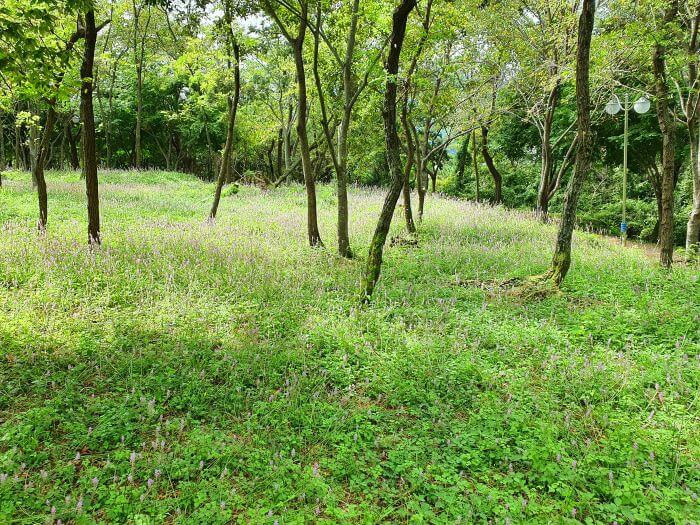 Field of small, pink flowers and a few small trees