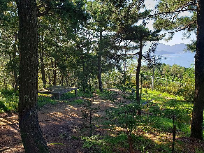 Grassy area along forest trail with platform and nice view