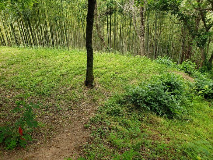 A grassy area near a bamboo forest