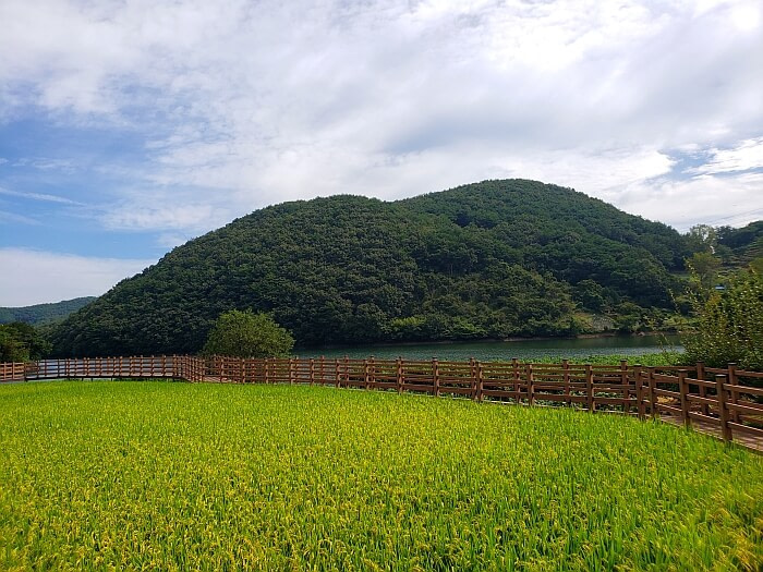 Green rice paddy along a boardwalk and reservoir