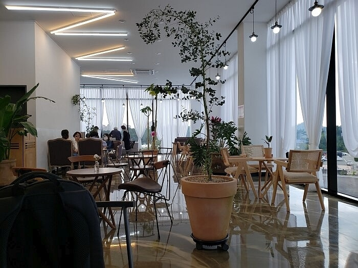 Korean café interior design potted plants and curtains along windows with zig-zagged lights overhead
