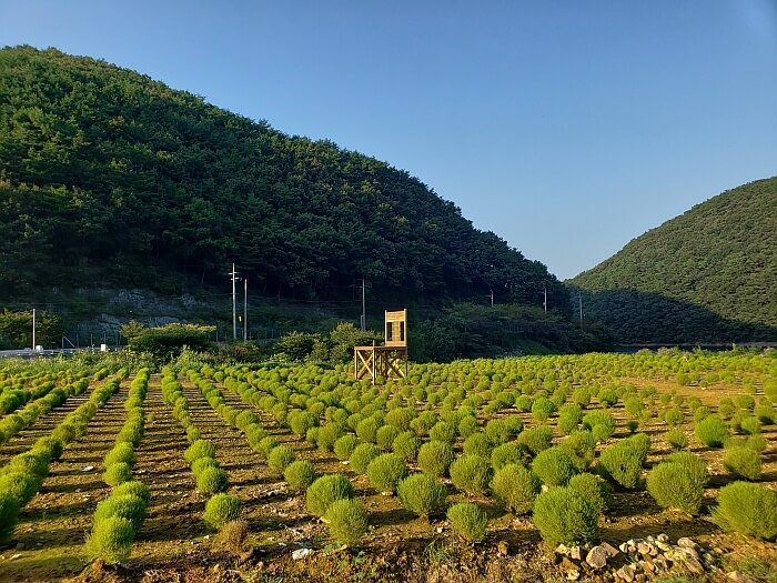 Large chair in dappsari field casting long shadows
