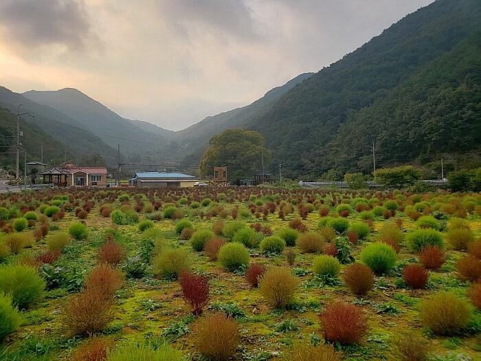 A mossy, dirt field of reddish-brown and green dappsari
