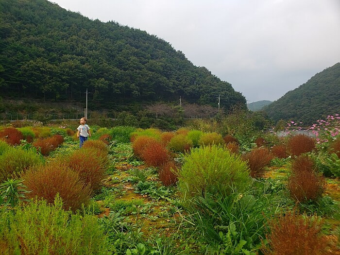 Baby Noah among brownish-red and green bushes
