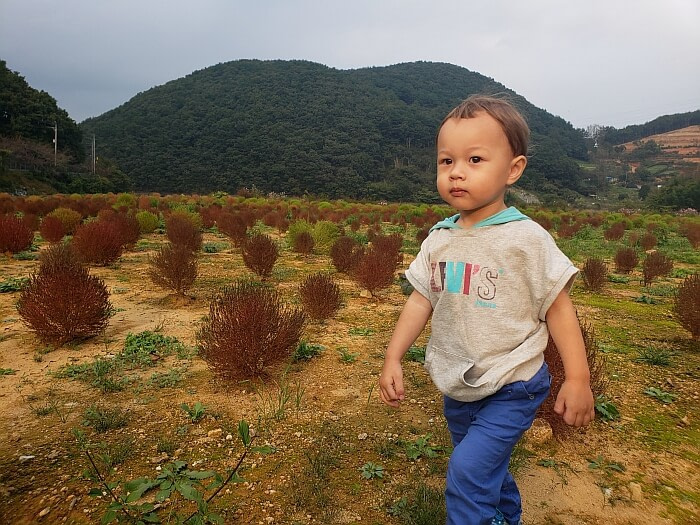 Baby Noah walking in a field of brown dappsari