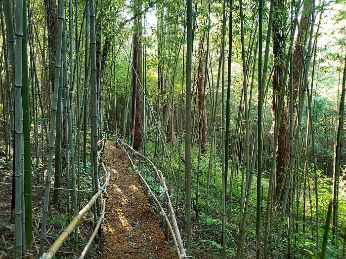 A path through foliage and bamboo