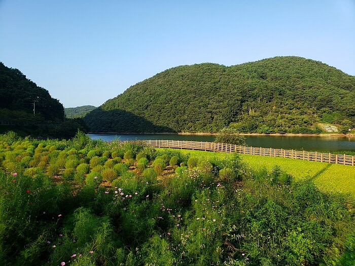 A rice paddy between dappsari and wildflowers and a reservoir with a boardwalk