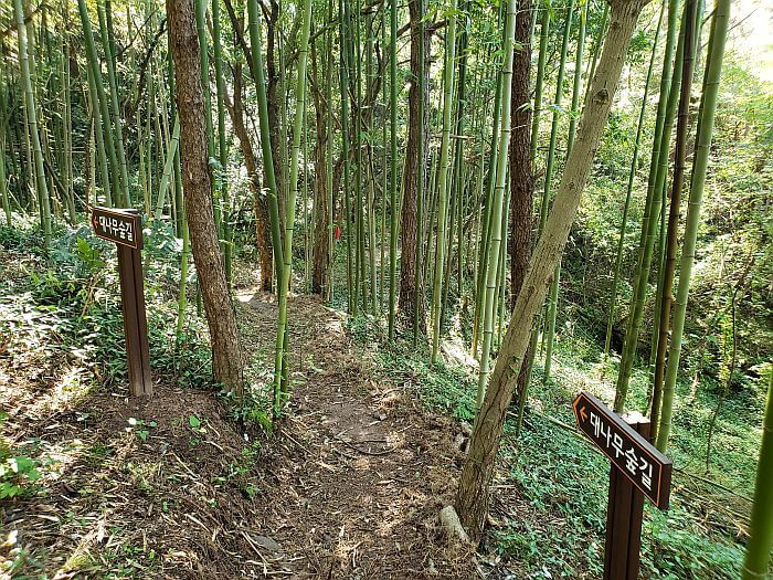 Small, wooden signs in a forest pointing the way to the bamboo trails
