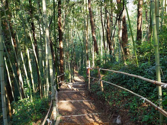 Sunlight shining through a bamboo forest onto a path