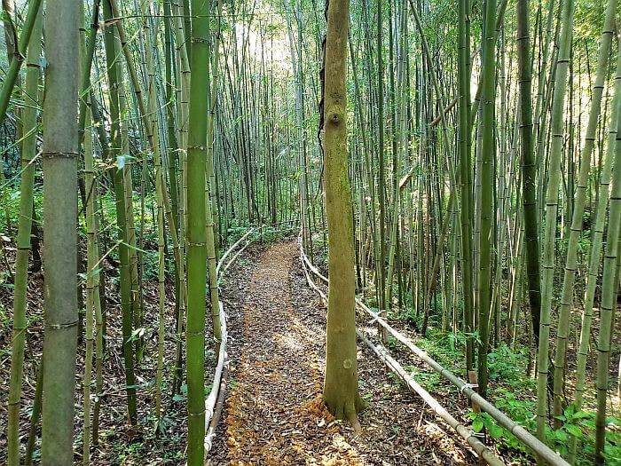 A tree growing through a path through bamboo