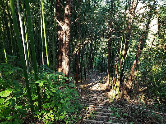Wooden steps leading down a mountainside with a bamboo forest