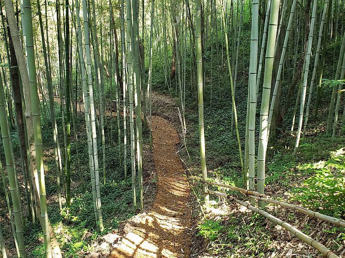 Sun shining on a woven path down a hill through a bamboo forest