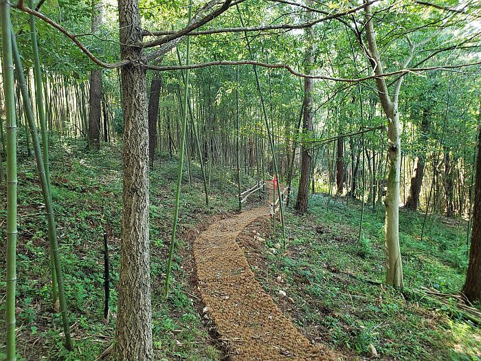 A woven path through foliage and a few trees
