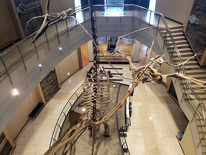 Looing down at dinosaur skeletons below in the Goseong Dinosaur Museum