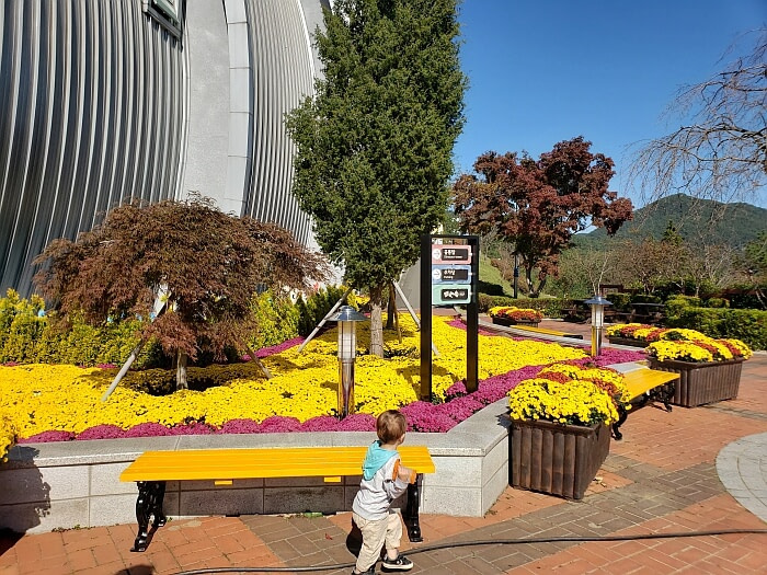 Baby Noah walking next to many yellow and pink flowers