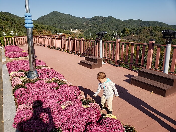 Baby Noah looking at pink flowers on an observation deck