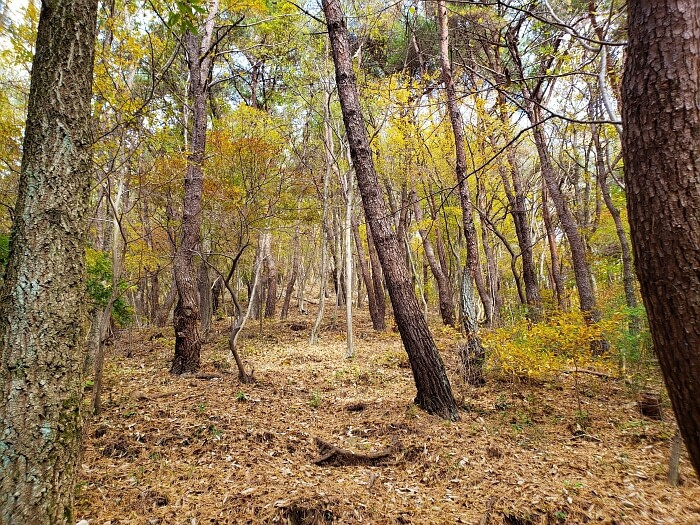 A forest of colored leaves with pine needles all over the ground
