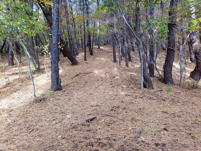 Pine needles covering the forest floor