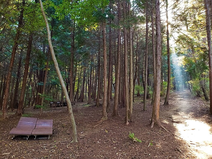 A ray of sunlight shining onto the forest floor next to a wooden bed in cypress trees