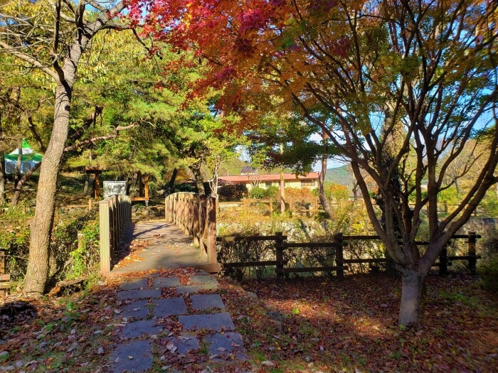 A red maple tree next to a wooden bridge