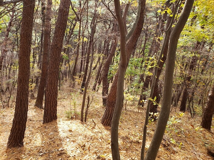 Skinny pines growing on a mountainside