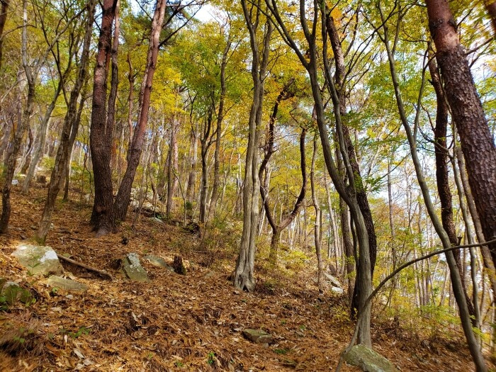 Trees growing on a mountainside in autumn