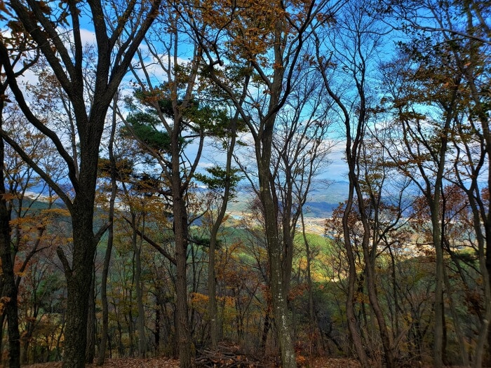 The view from a mountain obstructed by trees