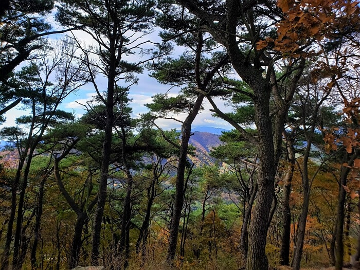 The view from Yeonhwasan Peak 1 obstructed by trees