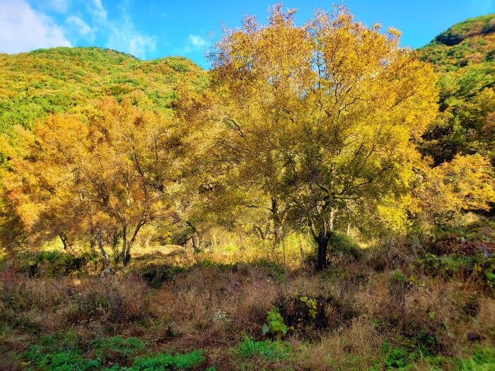 Golden trees amidst thick grass