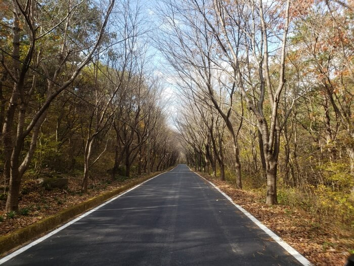 A straight road through a provincial park