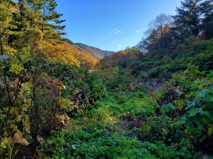 A lush area in Yeonhwasan Provincial Park with the sun shining one one side of mountains in the distance