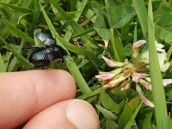 A flying beetle leaving my finger