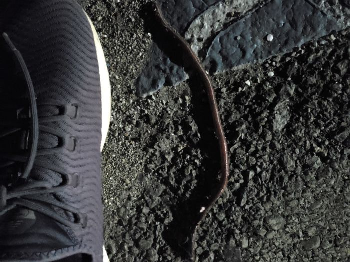 An earthworm the length of my shoe