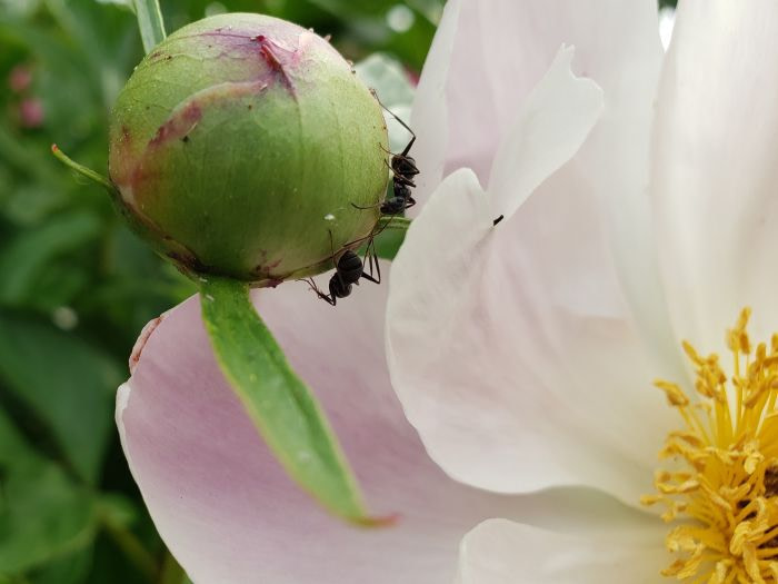 Ants on a peony bud