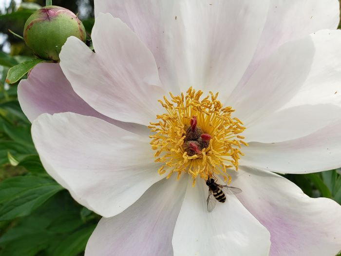 A bee on a peony flower in Korea