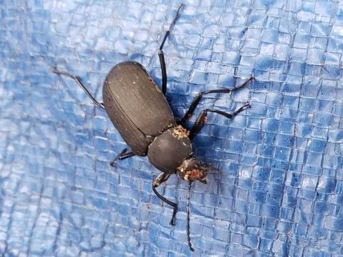 A black beetle on a blue tarp with possible fungus or disease