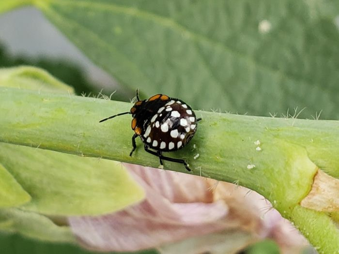 A black beetle with white spots on a stem
