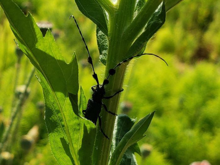 A black beetle with tufted antennae