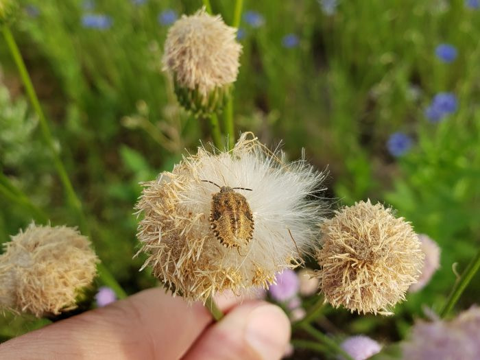 A brown bug on a fuzzy flower