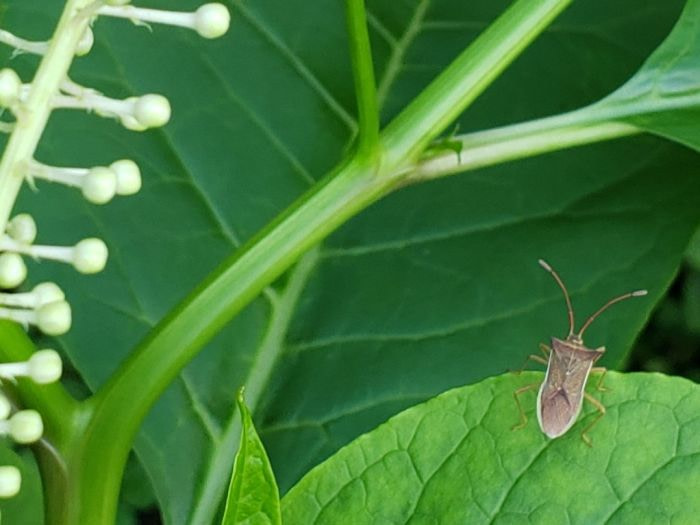 Brown bug on green leaves