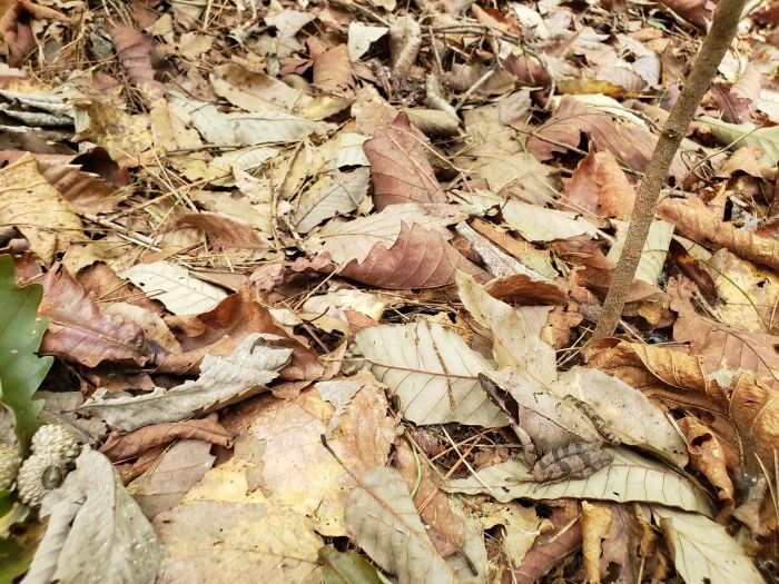 A brown frog camouflaged to look like a leaf