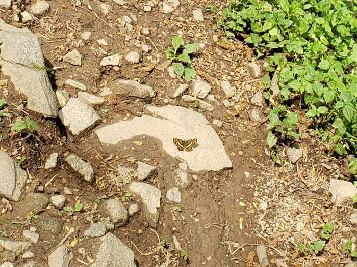 An orange butterfly on a rock